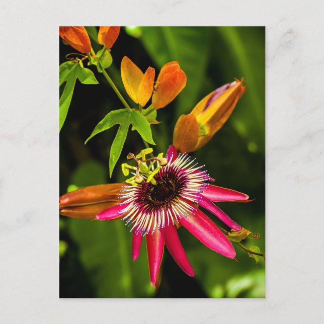 Hanging Red Bromeliad Postcard (Front)