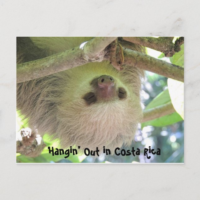 Hanging Sloth in Costa Rica Postcards (Front)