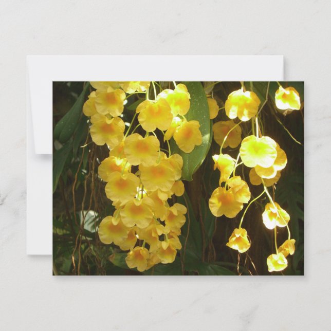 Hanging Yellow Orchids Tropical Flowers Card (Front)