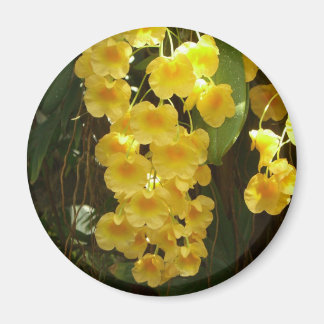 Hanging Yellow Orchids Tropical Flowers Magnet