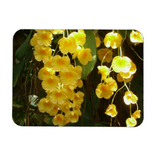 Hanging Yellow Orchids Tropical Flowers Magnet