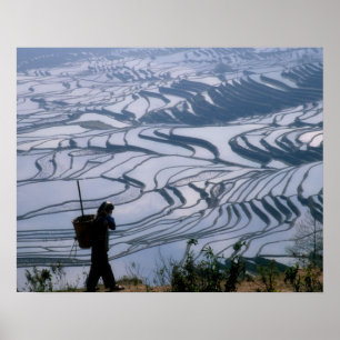 Hani girl carrying basket with rice terrace, poster