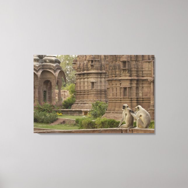 Hanuman Langurs or Black-faced, Common or Grey Canvas Print (Front)