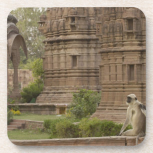 Hanuman Langurs or Black-faced, Common or Grey Coaster