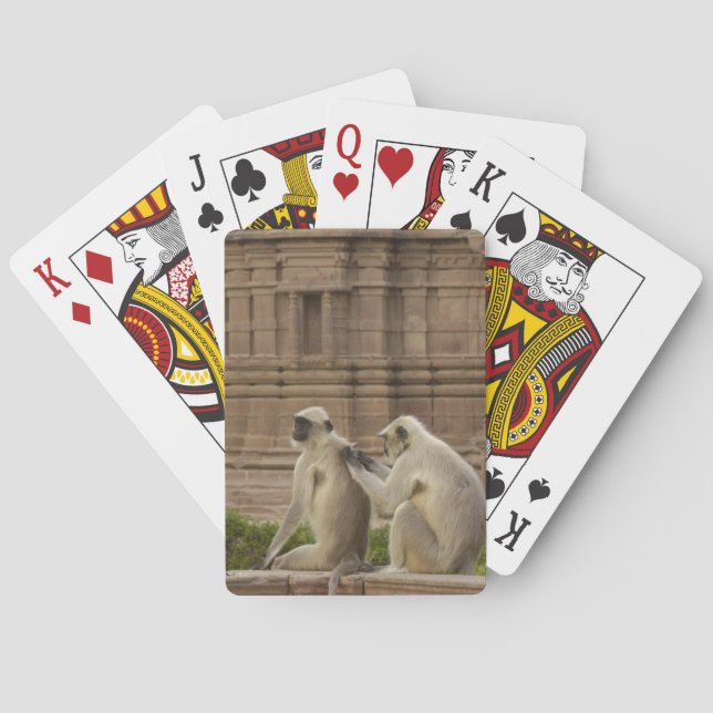 Hanuman Langurs or Black-faced, Common or Grey Playing Cards (Back)