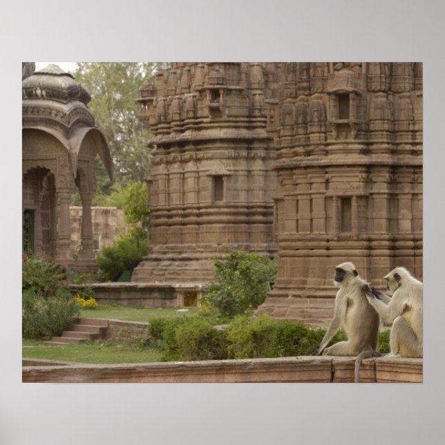 Hanuman Langurs or Black-faced, Common or Grey Poster (Front)