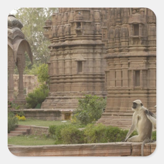 Hanuman Langurs or Black-faced, Common or Grey Square Sticker (Front)