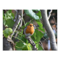 Happily Singing Robin