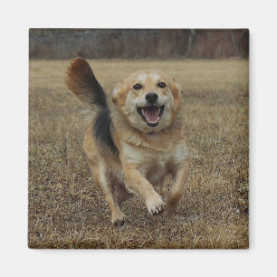 Happiness Magnet