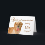 Happy 85th birthday, worried lab card<br><div class="desc">Humourous birthday card featuring a handsome Labrador Retriever,  who is not at all worried about the birthday person any getting older. After all,  in dog years,  they'd be their age times 7! Designed by Rycky Creations; lab photo courtesy of PhotoRack.</div>