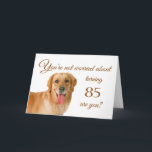Happy 85th birthday, worried lab card<br><div class="desc">Humourous birthday card featuring a handsome Labrador Retriever,  who is not at all worried about the birthday person any getting older. After all,  in dog years,  they'd be their age times 7! Designed by Rycky Creations; lab photo courtesy of PhotoRack.</div>