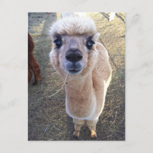 Happy alpaca says hi postcard