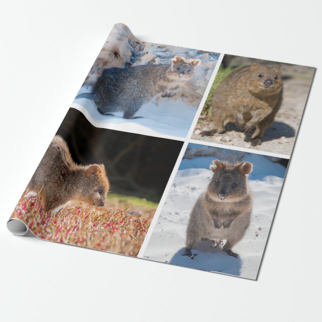 Happy and cute quokka of Australia Wrapping Paper (Unrolled)