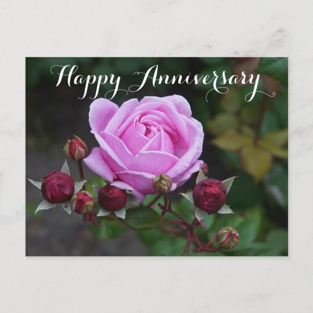 Happy Anniversary Bishop’s Castle Rose #1 Postcard (Front)