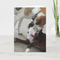 Happy anniversary card, dogs being affectionate.