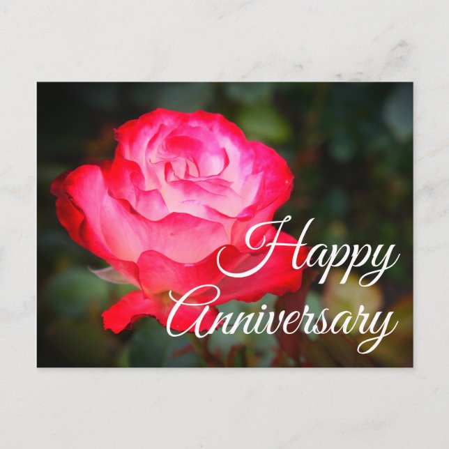 Happy Anniversary Cherry Parfait Rose #3 Postcard (Front)