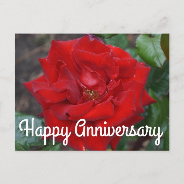 Happy Anniversary Crimson Bouquet Rose #3 Postcard (Front)