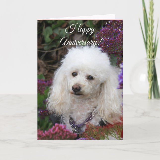 Happy Anniversary Poodle dog card (Front)