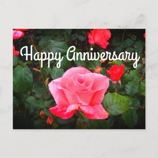 Happy Anniversary Touch of Class Rose #1 Postcard (Front)