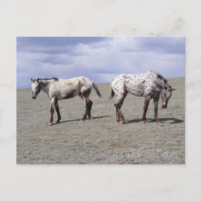 Happy Appys Postcard (Front)