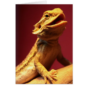 Happy Bearded Dragon