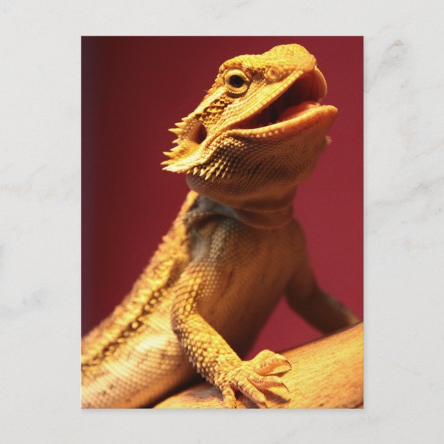 Happy Bearded Dragon Postcard (Front)