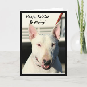 Happy Belated Birthday Bull Terrier greeting card