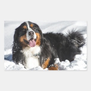 Happy Bernese Mountain Dog In Winter Snow Rectangular Sticker