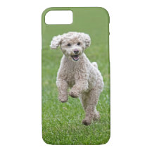 Happy Bichon Poodle puppy dog