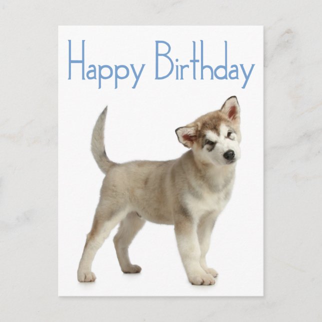 Happy Birthday Alaskan Malamute Puppy Dog Postcard (Front)