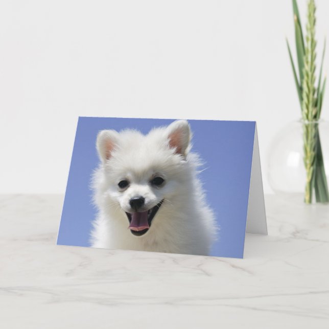 Happy Birthday American Eskimo Puppy Dog Card (Front)
