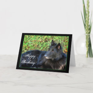 Happy Birthday Belgian Shepherd greeting card