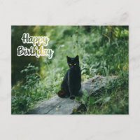 Happy Birthday Black Cat Outdoors 
