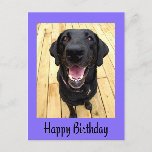 Happy Birthday Black Labrador Retriever  Post Card (Front)