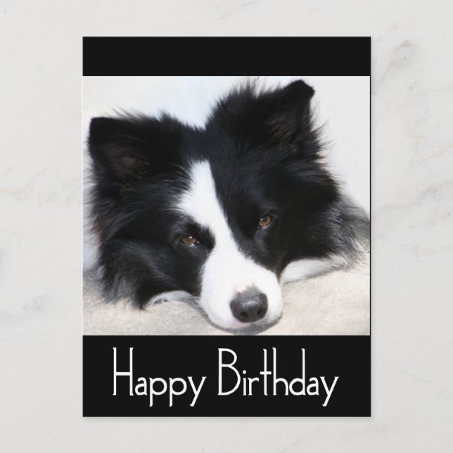 Happy Birthday Border Collie Puppy Dog Black Postcard (Front)