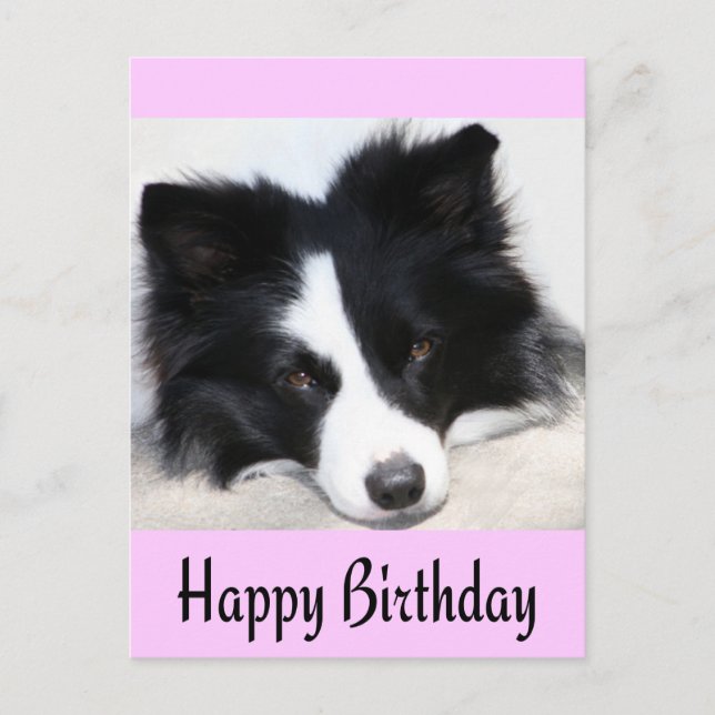 Happy Birthday Border Collie Puppy Dog Post Card (Front)
