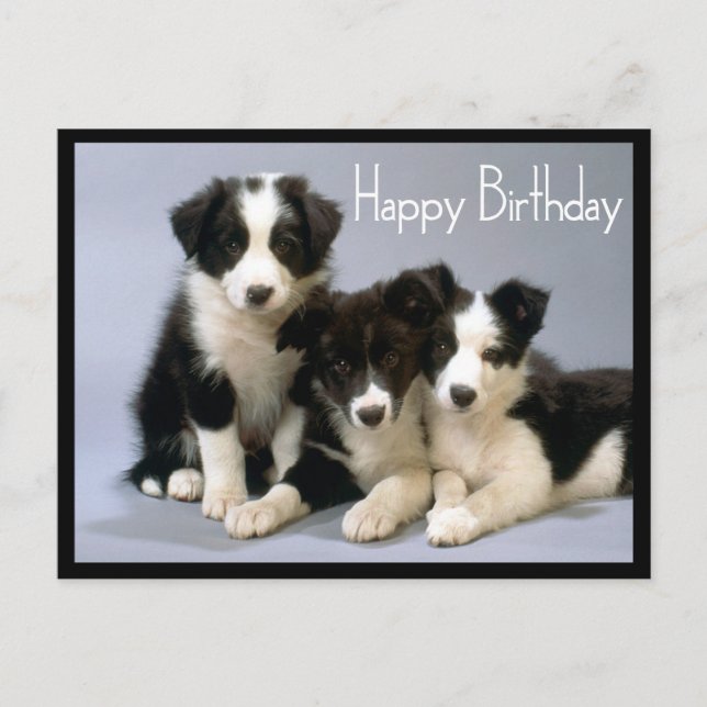 Happy Birthday Border Collie Puppy Dog Postcard (Front)