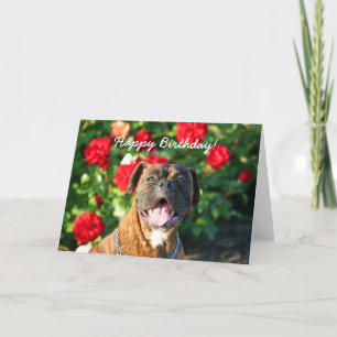 Happy Birthday Boxer dog greeting card