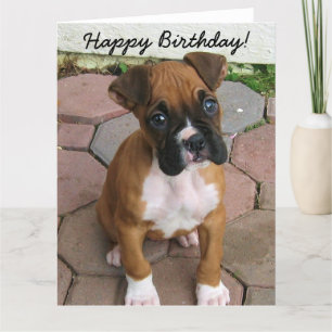 Happy Birthday Boxer puppy greeting card