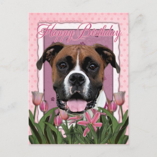 Happy Birthday - Boxer - Vindy Postcard (Front)