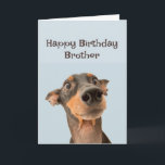 Happy Birthday Brother Fun Dog Grumpy Old Man Card<br><div class="desc">Happy Birthday Grumpy Old Man Brother  cute traumatised looking dog</div>
