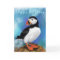 Happy Birthday Card with Atlantic Puffin Bird