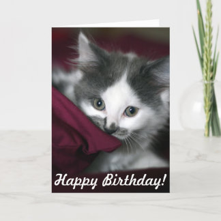 Happy Birthday Card with nice little Kitten!