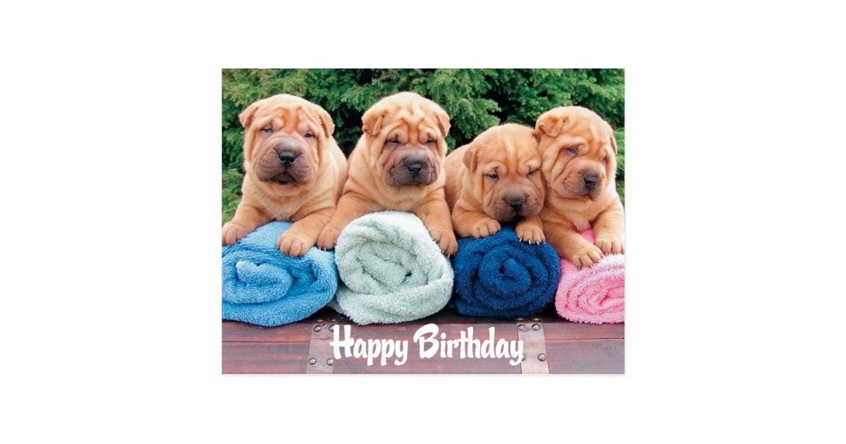 Happy Birthday Chinese Shar Pei Puppy Dog Postcard Zazzle Co Nz