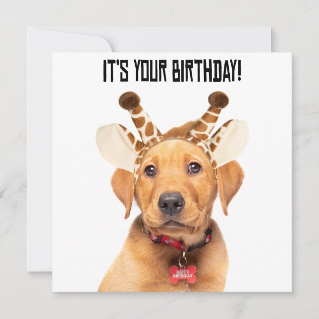 Happy Birthday Cute Lab Puppy In Giraffe Ears Holi Holiday Card (Front)