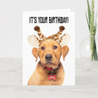 Happy Birthday Cute Lab Puppy In Giraffe Ears