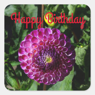 Happy Birthday Dahlia Irish Miss #1 Stickers