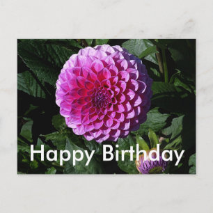 Happy Birthday Dahlia Pink Paradise #1 Postcard