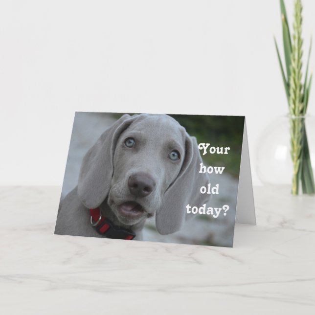Happy Birthday Dog Humour Card (Front)