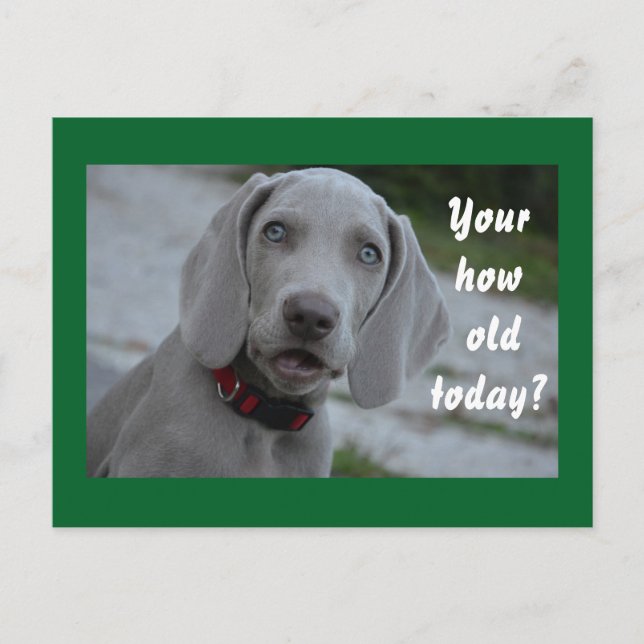 Happy Birthday Dog Humour Postcard (Front)